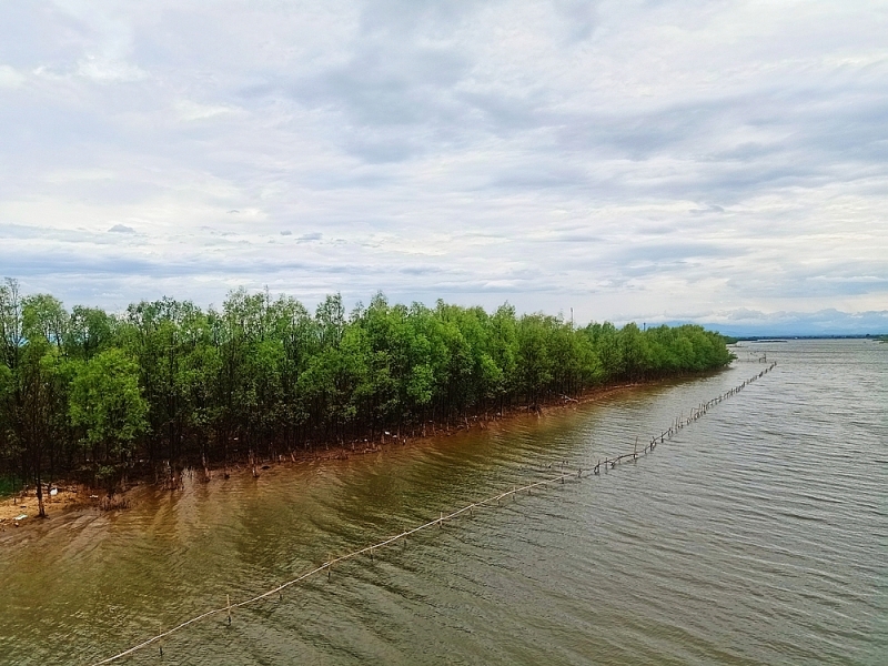 quang tri cay ban chua vanh dai xanh bao ve dat dai de dieu