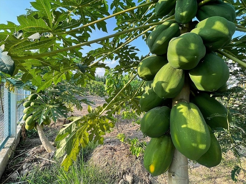 Diễn viên Minh Luân cải tạo khu vườn 2000m2 trồng loạt cây ăn trái dien vien minh luan cai tao khu vuon 2000m2 trong loat cay an trai