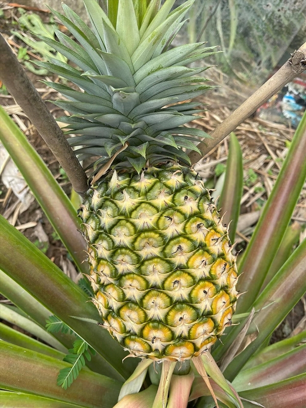 Diễn viên Minh Luân cải tạo khu vườn 2000m2 trồng loạt cây ăn trái dien vien minh luan cai tao khu vuon 2000m2 trong loat cay an trai