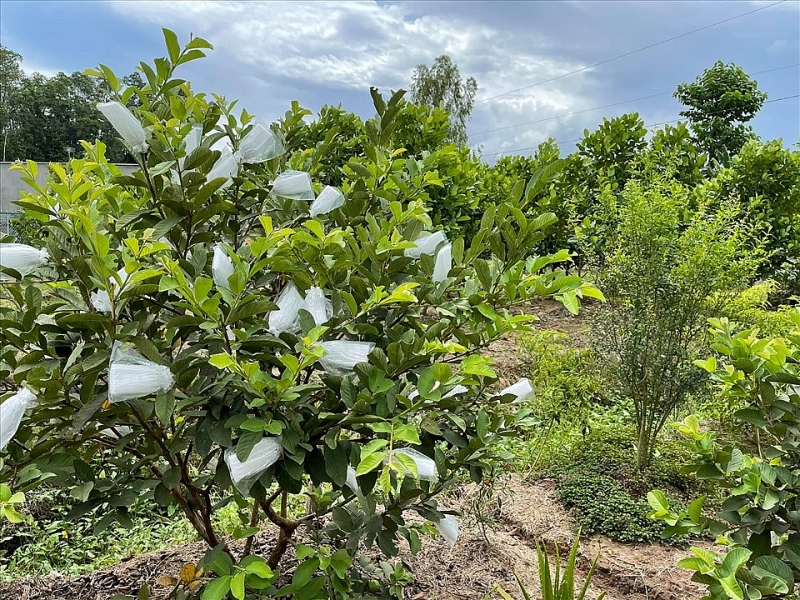 Diễn viên Minh Luân cải tạo khu vườn 2000m2 trồng loạt cây ăn trái dien vien minh luan cai tao khu vuon 2000m2 trong loat cay an trai