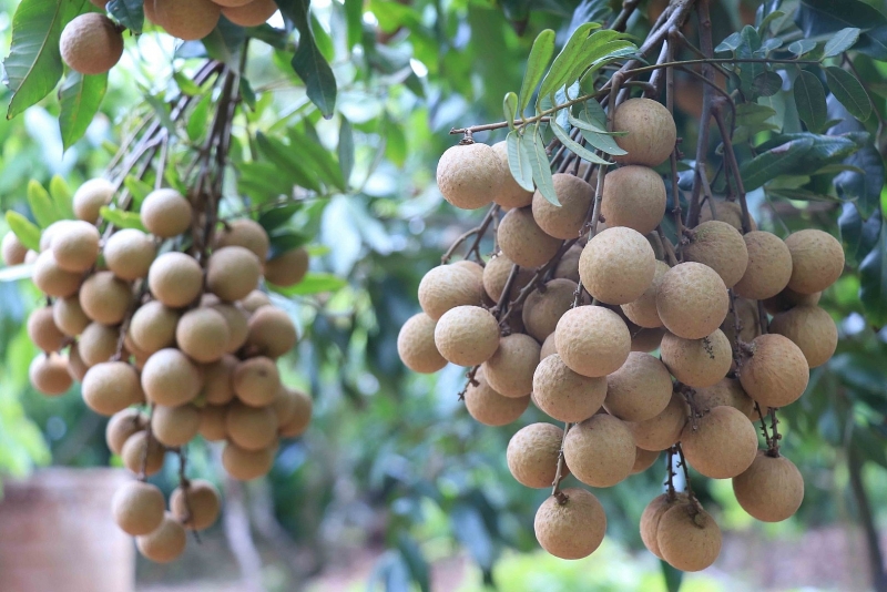 co hoi va thach thuc voi xuat khau viet nam tu hiep dinh cptpp