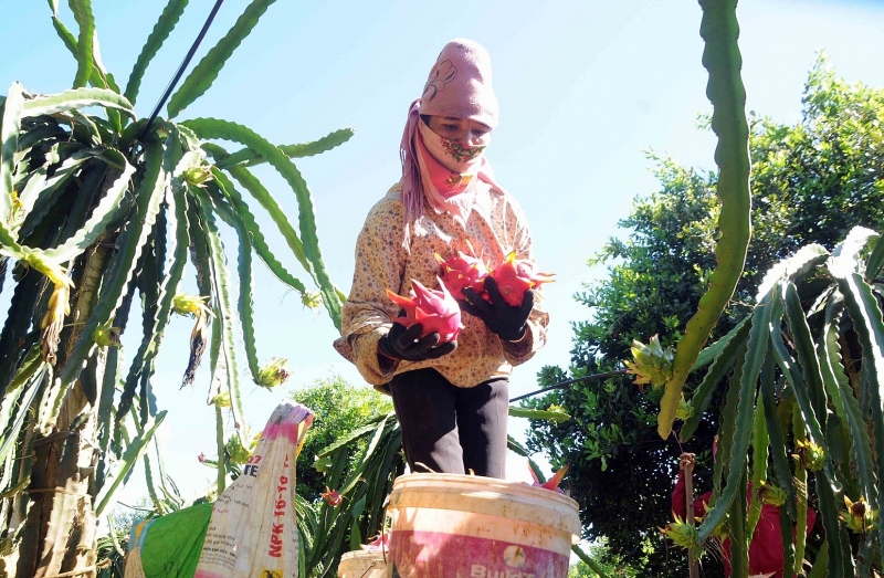 co hoi va thach thuc voi xuat khau viet nam tu hiep dinh cptpp