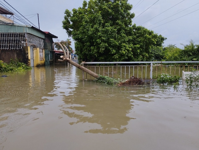 hai phong pho bong hoa song nguoi dan chat vat moi mua mua bao