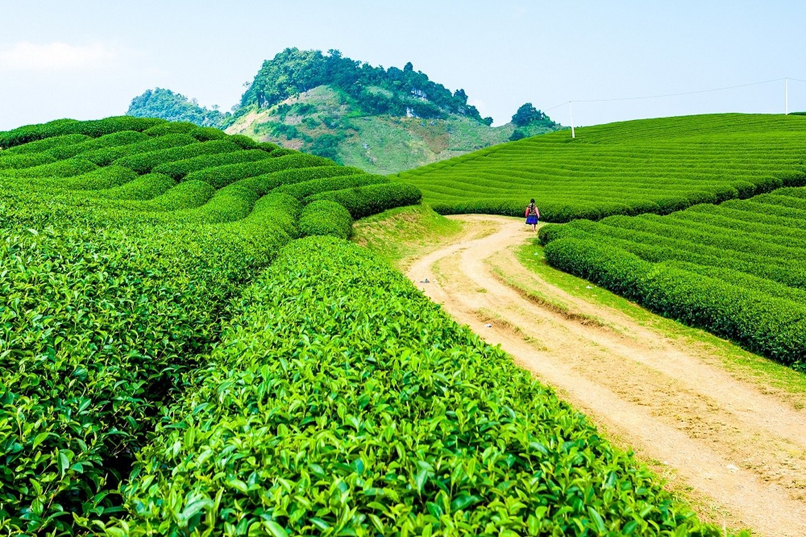 Tập đoàn TH ra mắt bộ sản phẩm Trà tự nhiên TH true TEA