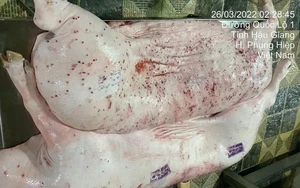 Truy tr&aacute;ch nhiệm người đ&oacute;ng dấu đủ điều kiện b&aacute;n ra thị trường cho lợn bệnh của CP