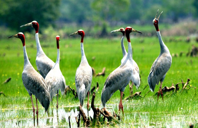 Đồng Th&aacute;p nỗ lực kh&ocirc;i phục đ&agrave;n sếu đầu đỏ cho Vườn quốc gia Tr&agrave;m Chim- Ảnh 2.