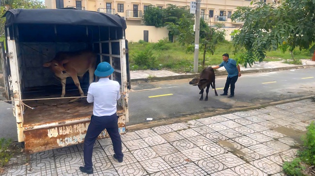 Mức phạt thấp, kh&oacute; xử l&yacute; t&igrave;nh trạng thả r&ocirc;ng tr&acirc;u b&ograve; tr&ecirc;n đường phố Đ&agrave; Nẵng- Ảnh 1.