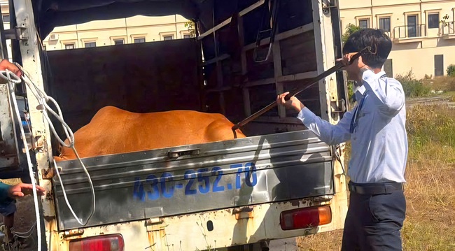 Mức phạt thấp, kh&oacute; xử l&yacute; t&igrave;nh trạng thả r&ocirc;ng tr&acirc;u b&ograve; tr&ecirc;n đường phố Đ&agrave; Nẵng- Ảnh 2.