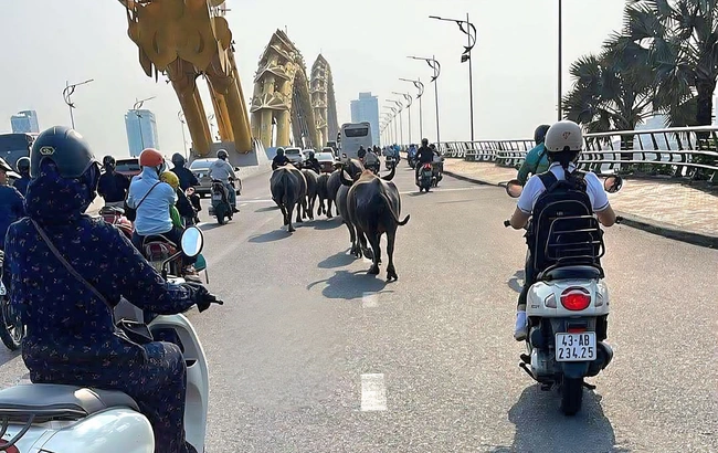 Truy t&igrave;m chủ đ&agrave;n tr&acirc;u thả r&ocirc;ng g&acirc;y n&aacute;o loạn nhiều tuyến đường trung t&acirc;m Đ&agrave; Nẵng- Ảnh 1.