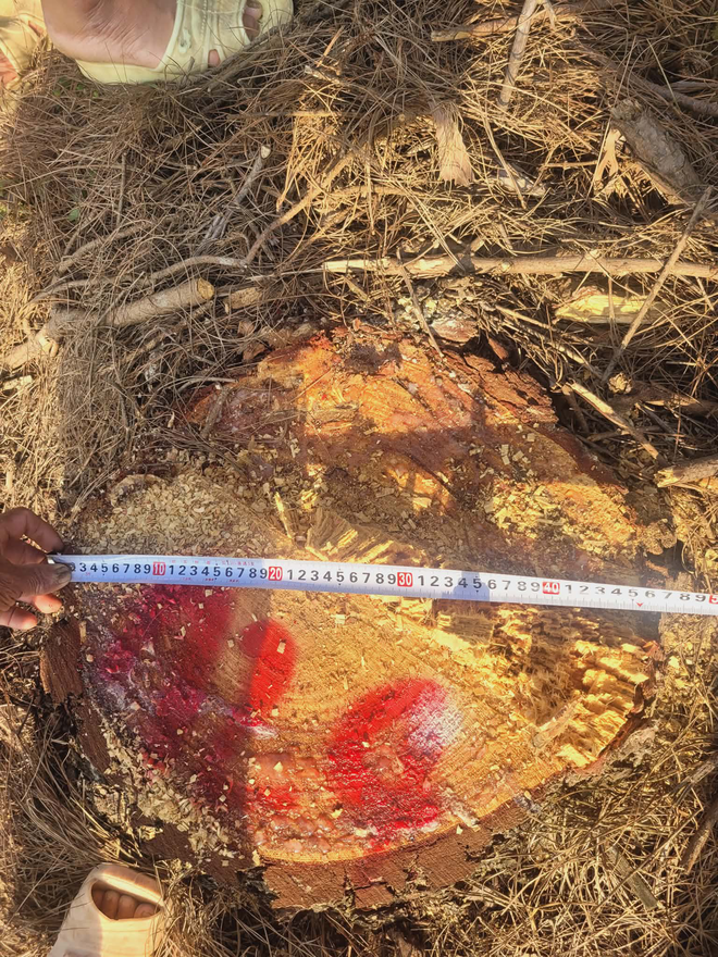 Lợi dụng tận thu để ph&aacute; rừng th&ocirc;ng ở Nghệ An: Đủ căn cứ sẽ chuyển hồ sơ sang c&ocirc;ng an- Ảnh 3.