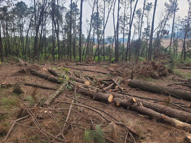 Lợi dụng tận thu để ph&aacute; rừng th&ocirc;ng ở Nghệ An: Đủ căn cứ sẽ chuyển hồ sơ sang c&ocirc;ng an- Ảnh 4.