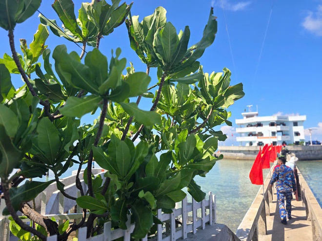 Ấn tượng sắc xanh Trường Sa- Ảnh 20. Ấn tượng sắc xanh Trường Sa- Ảnh 20.