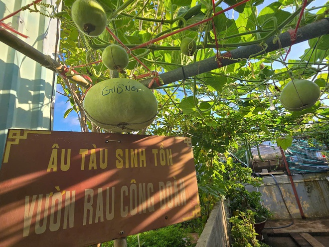 Ấn tượng sắc xanh Trường Sa- Ảnh 14. Ấn tượng sắc xanh Trường Sa- Ảnh 14.