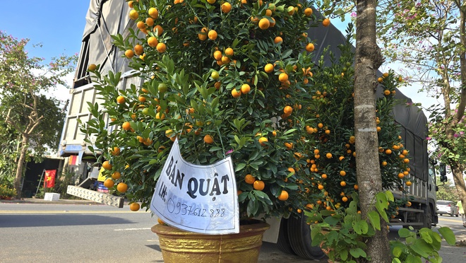 Quất Tết Hội An được gi&aacute;, "phủ s&oacute;ng" khắp miền Trung- Ảnh 3.