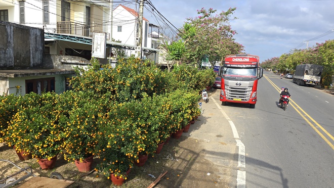 Quất Tết Hội An được gi&aacute;, "phủ s&oacute;ng" khắp miền Trung- Ảnh 4.