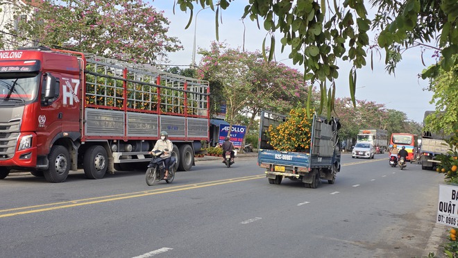 Quất Tết Hội An được gi&aacute;, "phủ s&oacute;ng" khắp miền Trung- Ảnh 7.