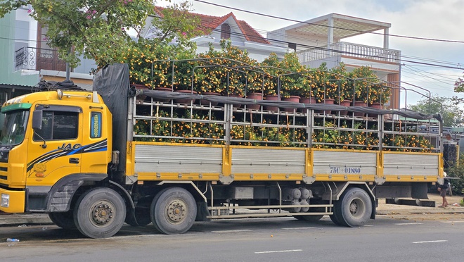Quất Tết Hội An được gi&aacute;, "phủ s&oacute;ng" khắp miền Trung- Ảnh 5.