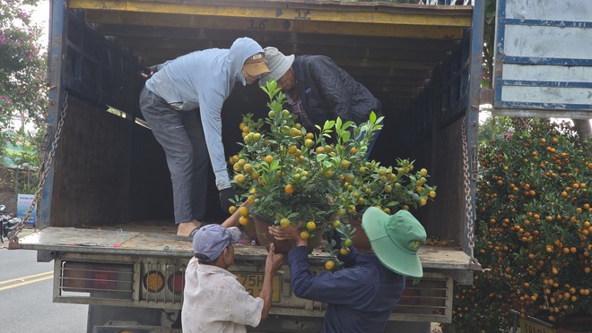 Quất Tết Hội An được gi&aacute;, "phủ s&oacute;ng" khắp miền Trung- Ảnh 11.