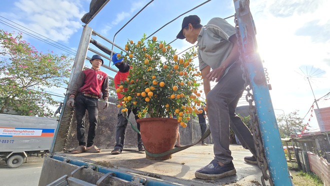 Quất Tết Hội An được gi&aacute;, "phủ s&oacute;ng" khắp miền Trung- Ảnh 10.