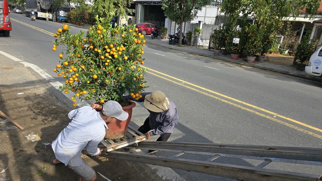 Quất Tết Hội An được gi&aacute;, "phủ s&oacute;ng" khắp miền Trung- Ảnh 9.