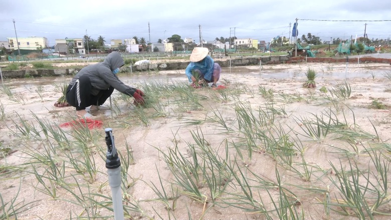 Mưa lớn g&acirc;y ngập &uacute;ng, n&ocirc;ng d&acirc;n L&yacute; Sơn tất tả thu hoạch c&acirc;y đặc sản - Ảnh 2.