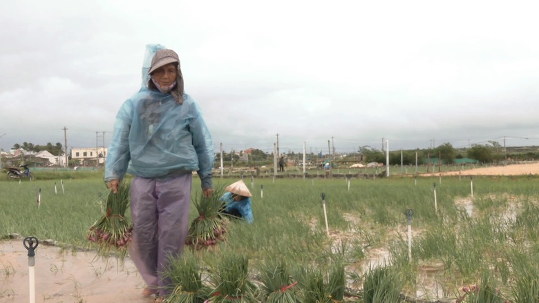 Mưa lớn g&acirc;y ngập &uacute;ng, n&ocirc;ng d&acirc;n L&yacute; Sơn tất tả thu hoạch c&acirc;y đặc sản - Ảnh 3.
