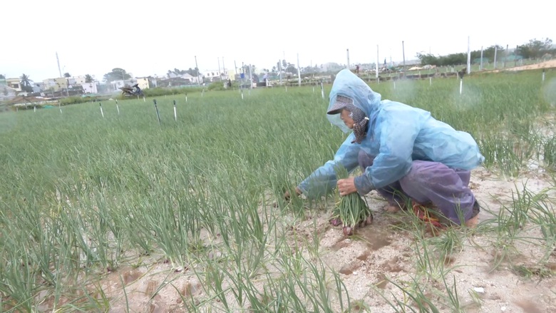 Mưa lớn g&acirc;y ngập &uacute;ng, n&ocirc;ng d&acirc;n L&yacute; Sơn tất tả thu hoạch c&acirc;y đặc sản - Ảnh 8.
