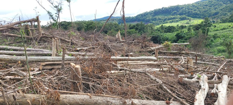 Bắt thanh niên cầm đầu vụ phá 2,5 ha rừng tại Gia Lai - Ảnh 1. Bắt thanh niên cầm đầu vụ phá 2,5 ha rừng tại Gia Lai - Ảnh 1.