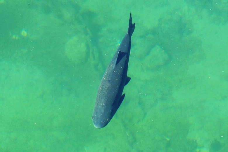 Từ c&otilde;i chết trở về, sinh vật tưởng tuyệt chủng nay vẫn sống tốt, khỏe mạnh - Ảnh 2.