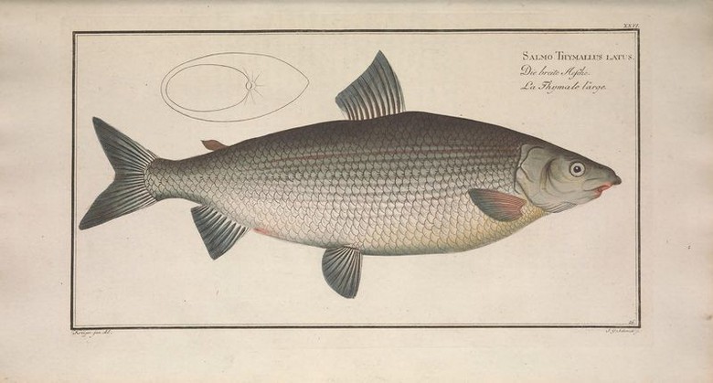 Từ c&otilde;i chết trở về, sinh vật tưởng tuyệt chủng nay vẫn sống tốt, khỏe mạnh - Ảnh 1.