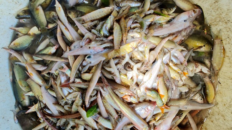 Ch&iacute;nh thức đ&oacute;i lũ, người d&acirc;n đầu nguồn &iacute;t hưởng lợi từ thi&ecirc;n nhi&ecirc;n - Ảnh 7.