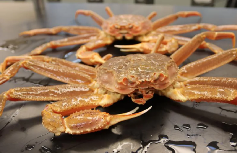 H&agrave;ng tỷ con cua Alaska qu&yacute; gi&aacute; đột ngột "mất t&iacute;ch": T&iacute;n hiệu b&aacute;o động to&agrave;n cầu - Ảnh 1.