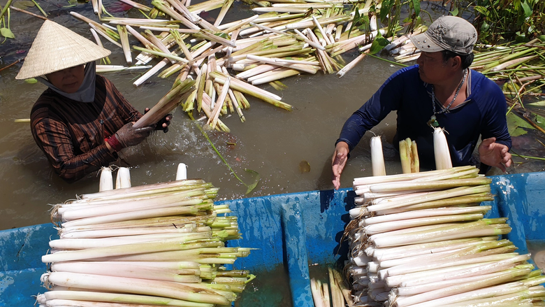 Người d&acirc;n ở C&agrave; Mau thu hoạch rau m&aacute;c thu tiền triệu mỗi th&aacute;ng - Ảnh 3.