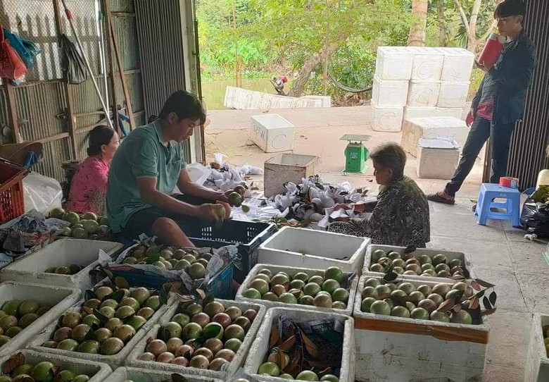 Đặc sản v&uacute; sữa L&ograve; R&egrave;n đầu m&ugrave;a gi&aacute; cao ngất ngưỡng - Ảnh 2.