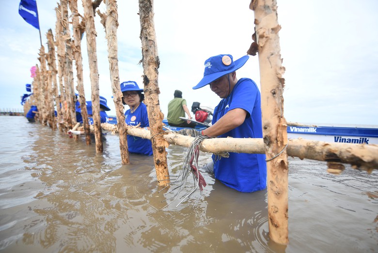 Khu vực khoanh nu&ocirc;i t&aacute;i sinh rừng ngập mặn c&oacute; diện t&iacute;ch 25ha do Vinamilk, Gaia chung tay thực hiện tại Vườn Quốc gia Mũi C&agrave; Mau.