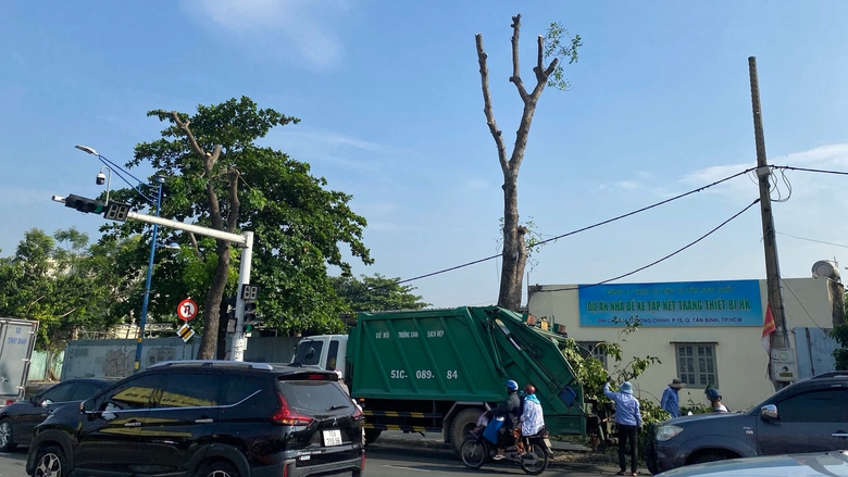 H&agrave;ng c&acirc;y x&agrave; cừ cổ thụ b&ecirc;n h&ocirc;ng s&acirc;n bay T&acirc;n Sơn Nhất bị đốn hạ để l&agrave;m đường - Ảnh 2.