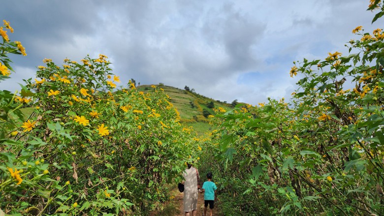 Ngất ng&acirc;y với triệu đ&oacute;a D&atilde; Quỳ tr&ecirc;n đỉnh Chư Đăng Ya - Ảnh 6.