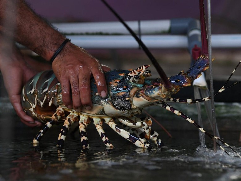 Lộ nguy&ecirc;n nh&acirc;n tắc xuất khẩu t&ocirc;m h&ugrave;m b&ocirc;ng sang Trung Quốc - Ảnh 1.