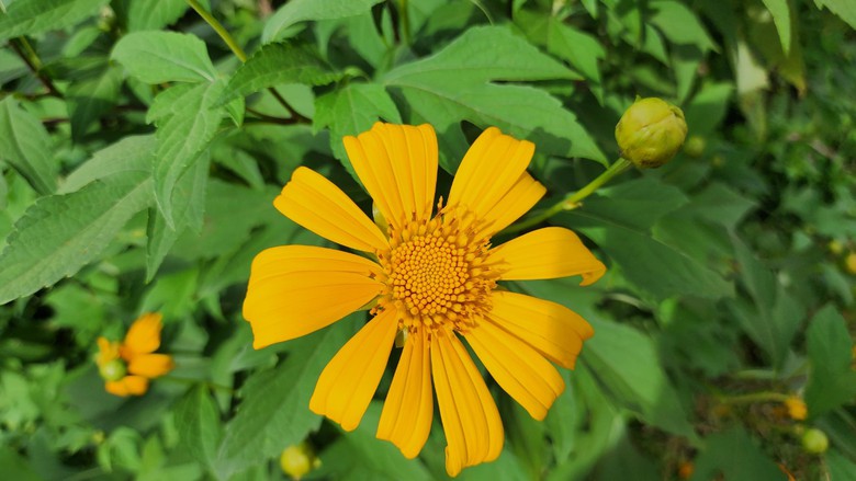 Ngất ng&acirc;y với triệu đ&oacute;a D&atilde; Quỳ tr&ecirc;n đỉnh Chư Đăng Ya - Ảnh 15.