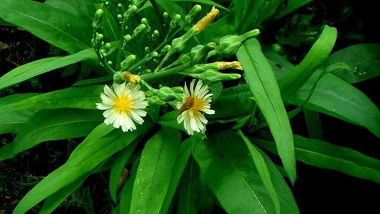 Loại rau mệnh danh "vua giải độc" mọc đầy vườn, nấu m&oacute;n g&igrave; cũng bổ - Ảnh 1.