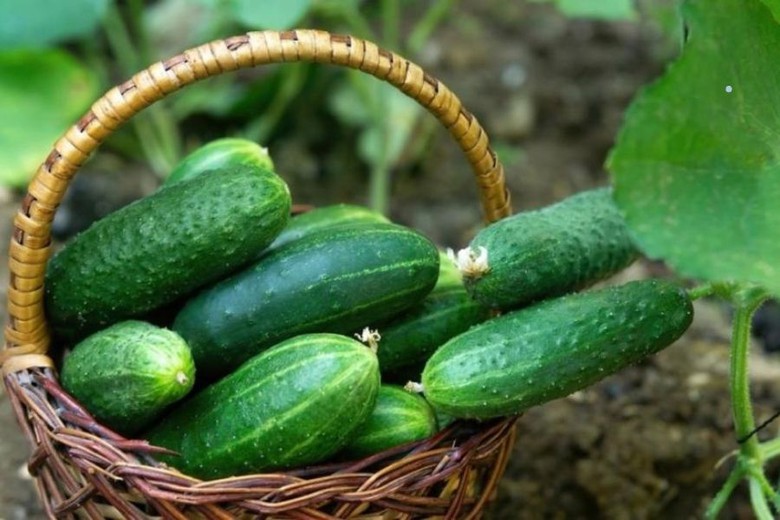 Loại quả b&eacute; nhỏ mệnh danh "thần dược khỏe b&agrave;, tốt &ocirc;ng" ăn ngon lại rẻ b&egrave;o - Ảnh 4.