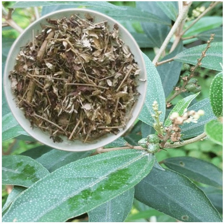 Loại rau dại mọc dễ như cỏ, ăn vừa ngon lại m&aacute;t, đem phơi kh&ocirc; th&agrave;nh thuốc qu&yacute; - Ảnh 2.