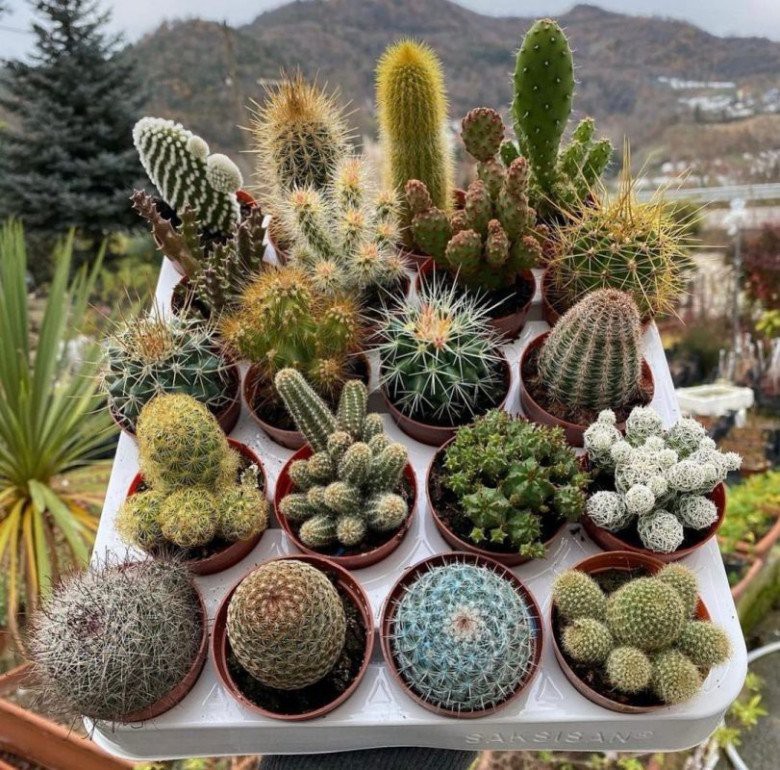 Người xưa dặn "đừng tặng 3 loại c&acirc;y cảnh n&agrave;y kẻo biến bạn th&agrave;nh th&ugrave;", v&igrave; sao vậy? - Ảnh 3.