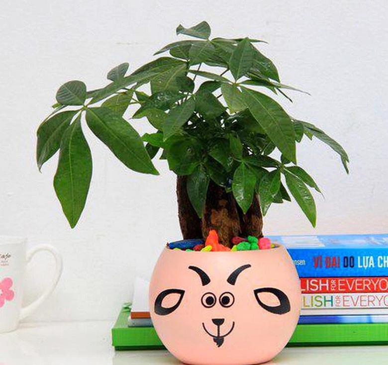 Người xưa dặn "đừng tặng 3 loại c&acirc;y cảnh n&agrave;y kẻo biến bạn th&agrave;nh th&ugrave;", v&igrave; sao vậy? - Ảnh 5.