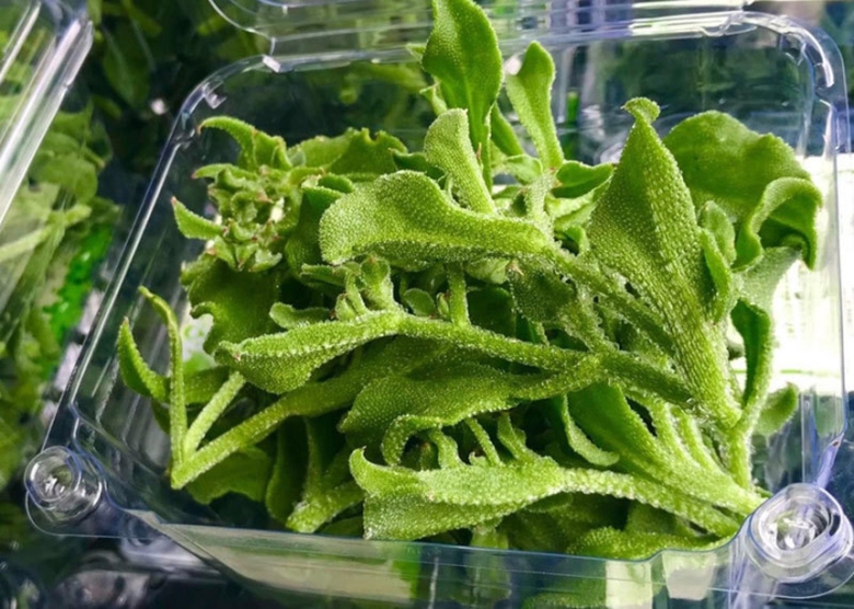 Loại rau "hoa hậu thế giới thực vật" gi&aacute; đắt hơn thịt vẫn được nhiều người săn t&igrave;m - Ảnh 1.
