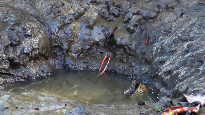 Lội bộ xuyên rừng săn loài cá “kỳ lạ” ở Cà Mau - Ảnh 9. Lội bộ xuyên rừng săn loài cá “kỳ lạ” ở Cà Mau - Ảnh 9.