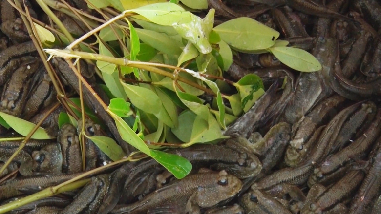 Lội bộ xuyên rừng săn loài cá “kỳ lạ” ở Cà Mau - Ảnh 5. Lội bộ xuyên rừng săn loài cá “kỳ lạ” ở Cà Mau - Ảnh 5.