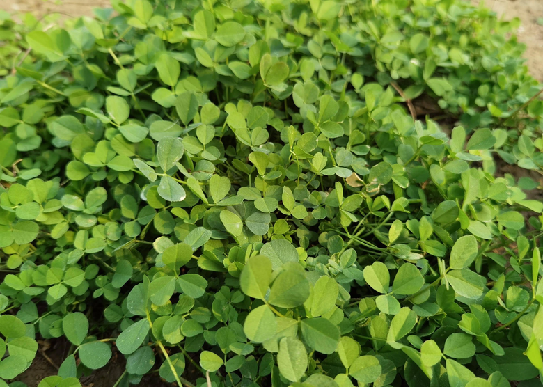 Loại rau như "cỏ dại" lại l&agrave; vị thuốc qu&yacute;, c&oacute; lợi cho ngũ tạng, dưỡng da, ngừa ung thư, hương vị rất ngon - Ảnh 1.