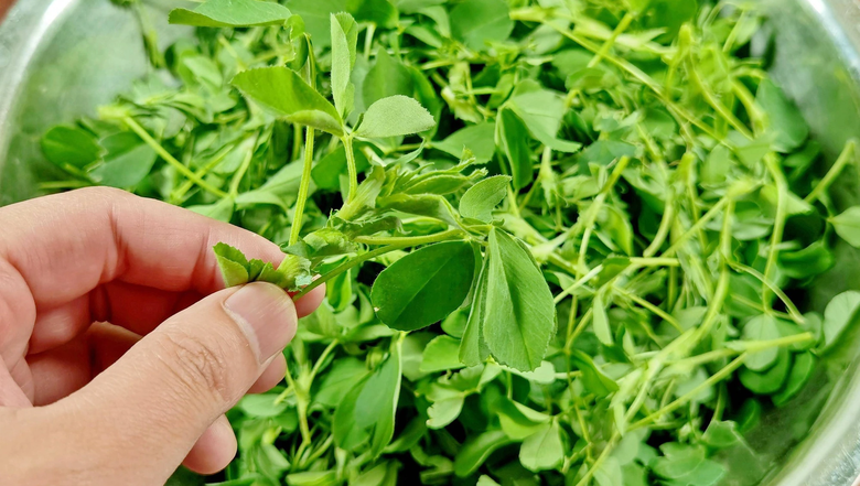Loại rau như "cỏ dại" lại l&agrave; vị thuốc qu&yacute;, c&oacute; lợi cho ngũ tạng, dưỡng da, ngừa ung thư, hương vị rất ngon - Ảnh 4.