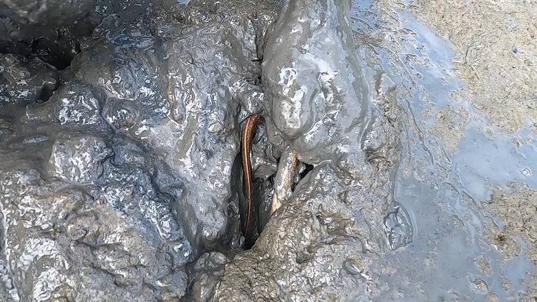 Người đ&agrave;n &ocirc;ng ở C&agrave; Mau c&oacute; biệt t&agrave;i bắt lịch bằng ch&acirc;n - Ảnh 6.